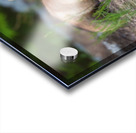 Memerizing Gaze of a Fox Kit Acrylic print