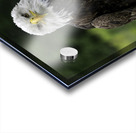 Eagle Eye Acrylic print
