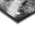 Monochrome Moose Portrait Acrylic print