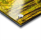 Fall Colors in Forest Acrylic print