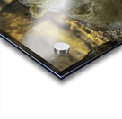 Lioness in Golden Light Acrylic print