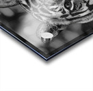 Eyes of the Wild Acrylic print