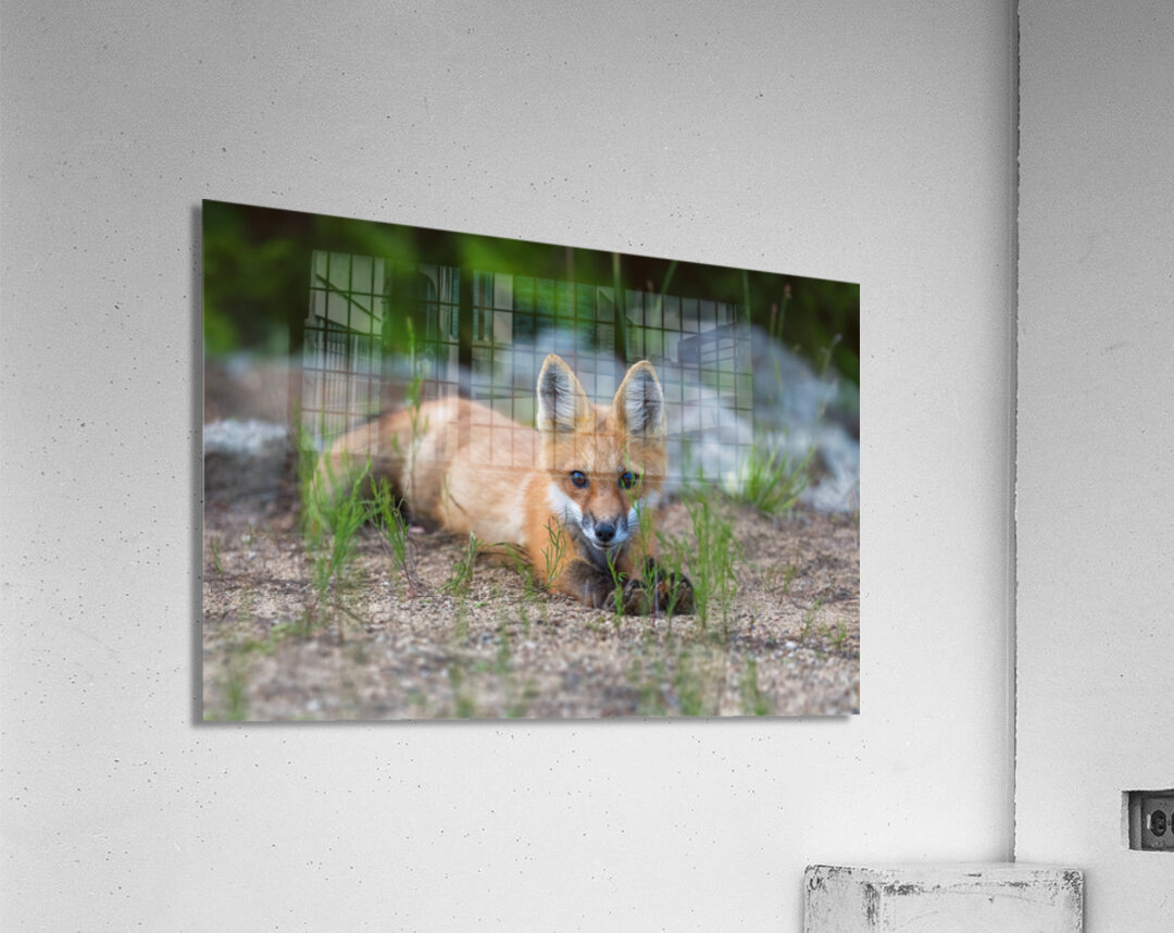 Memerizing Gaze of a Fox Kit Acrylic Print