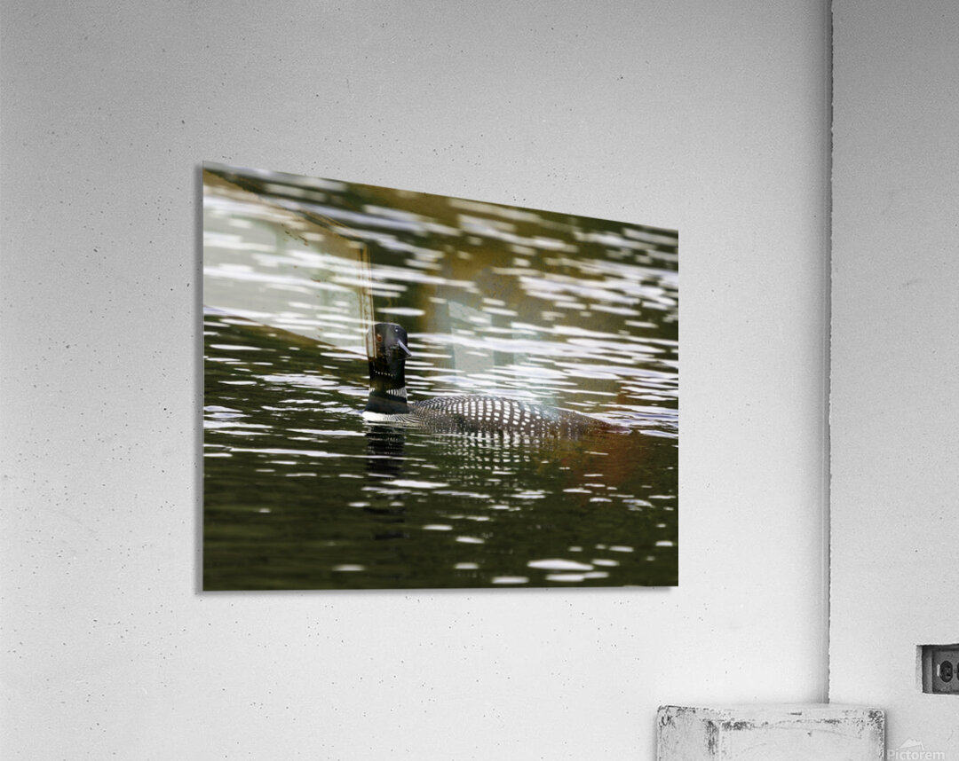 Common Loon in Water. Acrylic Print