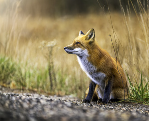 Fox portrait in morning light