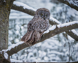 Great Grey Owl