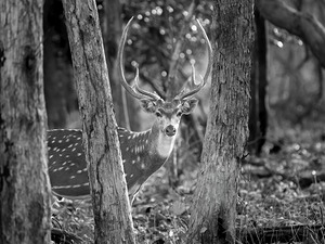 The Big Spotted Deer