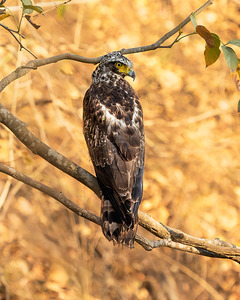 Crested Serpent Eagle.