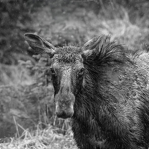 Monochrome Moose Portrait