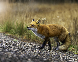 Opportunistic Fox