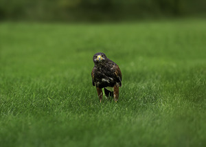 When Life Gives You Wings Hawk It Out 