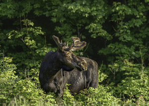 Bull Moose in early morning light.