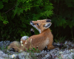 Fox in nature s embrace