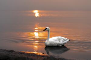 Swan on Lake