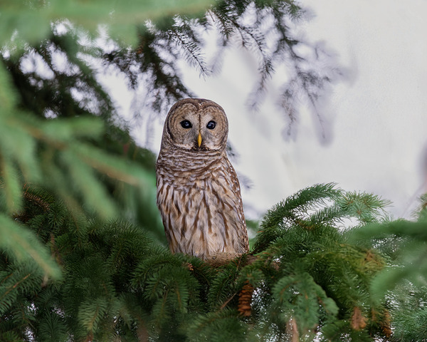 Barred Owl by Aman Sharma