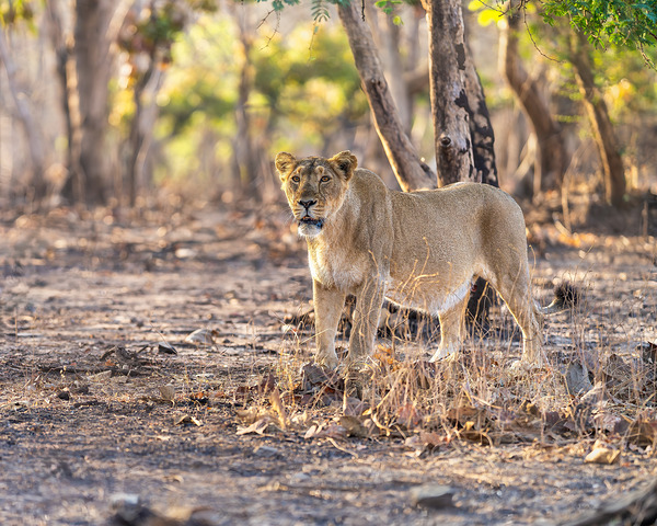 Lioness watching her pride. by Aman Sharma