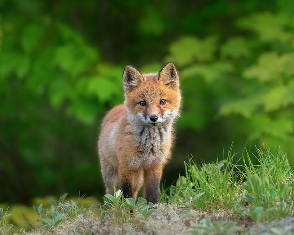Portrait of a Fox by Aman Sharma
