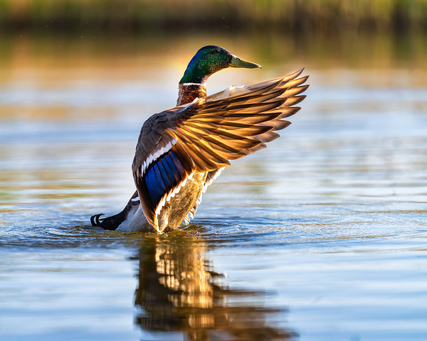 A Mallard’s Ballet. Print