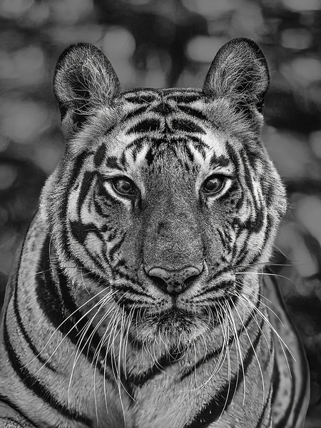 Eyes of the Wild Print