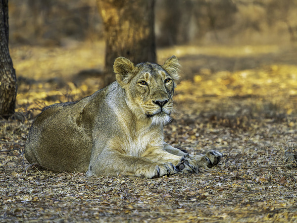 Lioness in Golden Light by Aman Sharma
