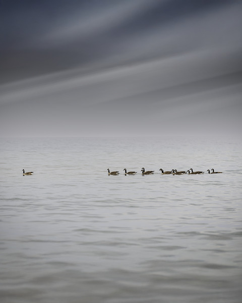 Gracefully Gliding by Aman Sharma