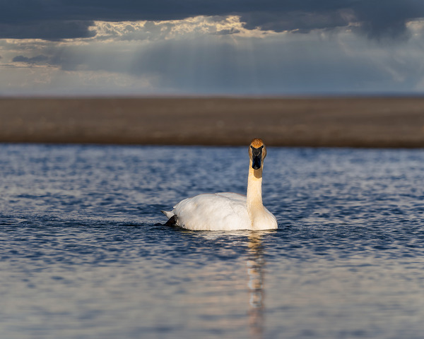 Swan on Lake Ontario by Aman Sharma