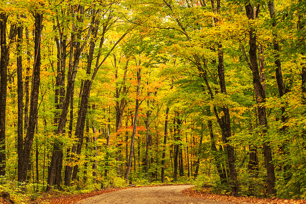 Fall Colors in Forest by Aman Sharma