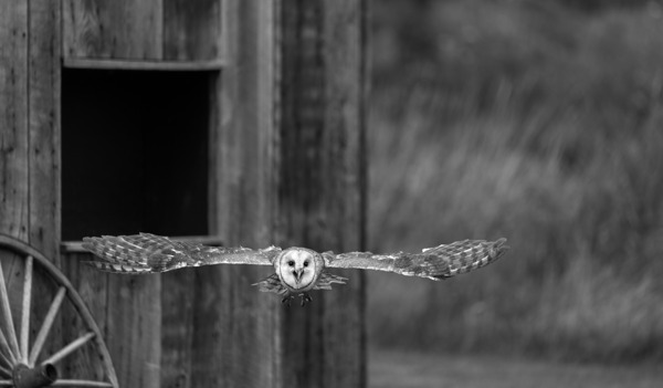 Barn Owl Print