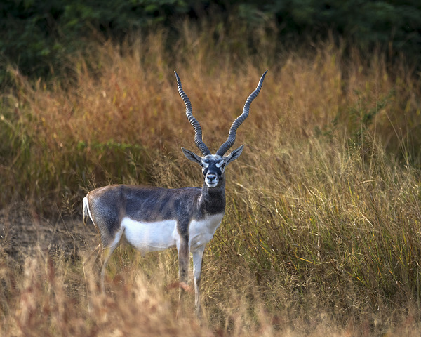 Blackbuck  by Aman Sharma
