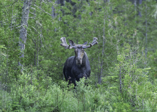 Gaze of a Bull Moose by Aman Sharma