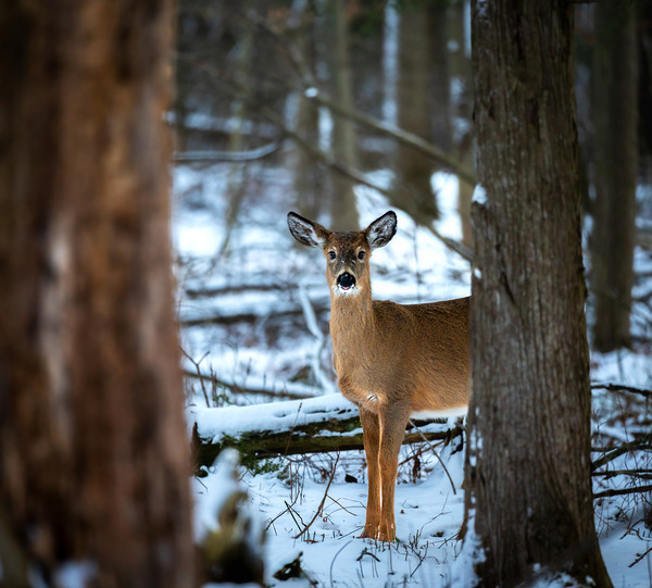 Red Tail Deer by Aman Sharma