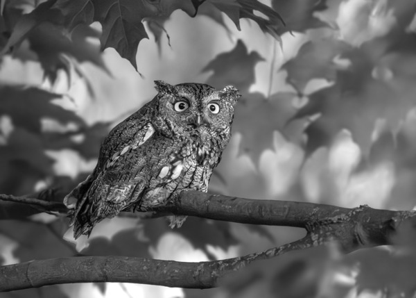 Gaze of an Owl by Aman Sharma