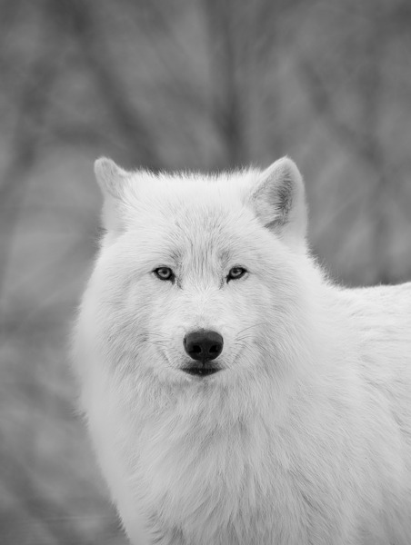 Arctic Wolf by Aman Sharma