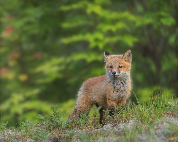 Fox Kit Print