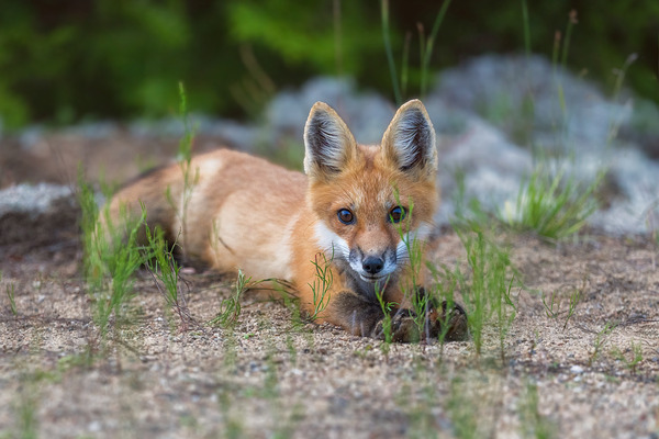 Memerizing Gaze of a Fox Kit Print