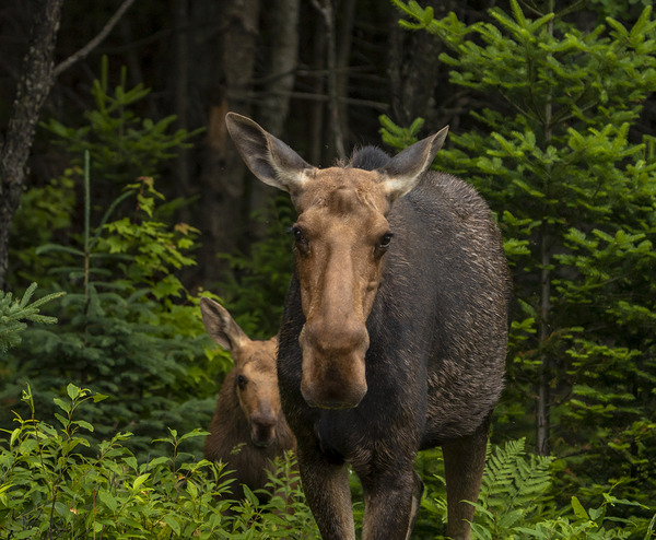 Love of a Mom by Aman Sharma
