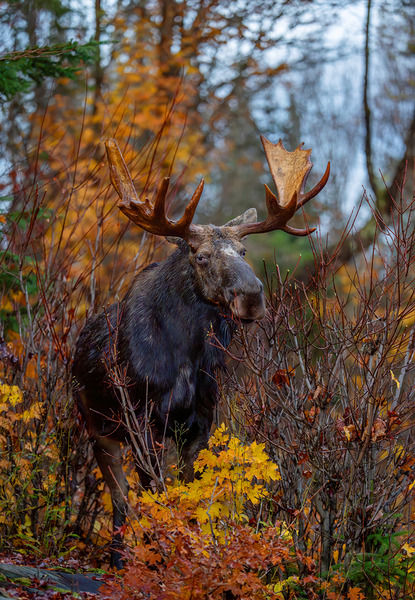Bull Moose in Fall Colors by Aman Sharma
