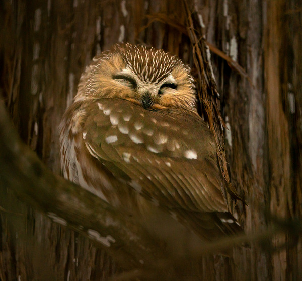 Saw Whet Owl Print