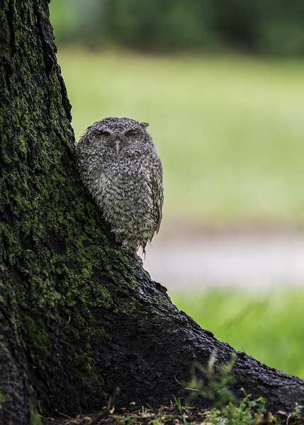 Eastern Screech Owlet by Aman Sharma