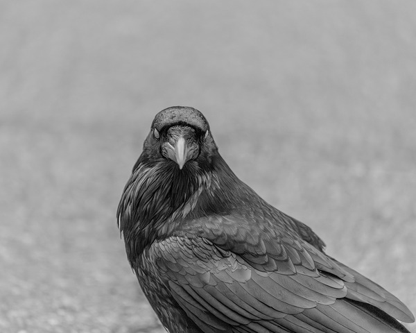 Raven Eyes by Aman Sharma