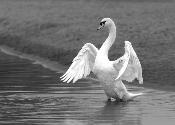 Swan in full glory Print