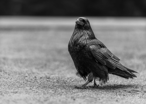 Three Eyed Raven by Aman Sharma