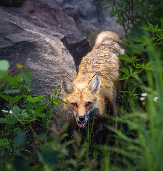 Vigilant gaze of a fox by Aman Sharma