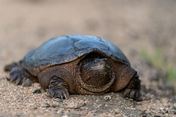 Snapping Turtle Print