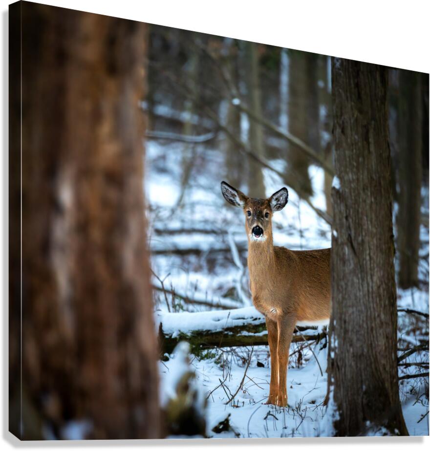 Red Tail Deer Canvas Print