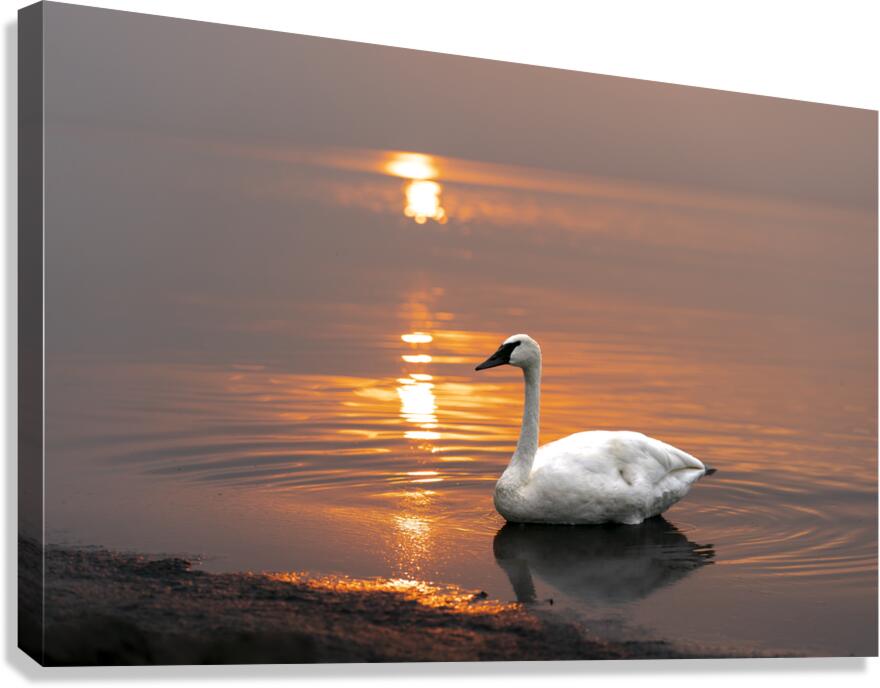 Swan on Lake Canvas Print