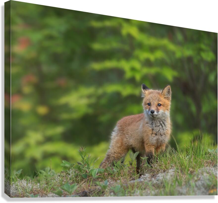 Fox Kit Canvas Print