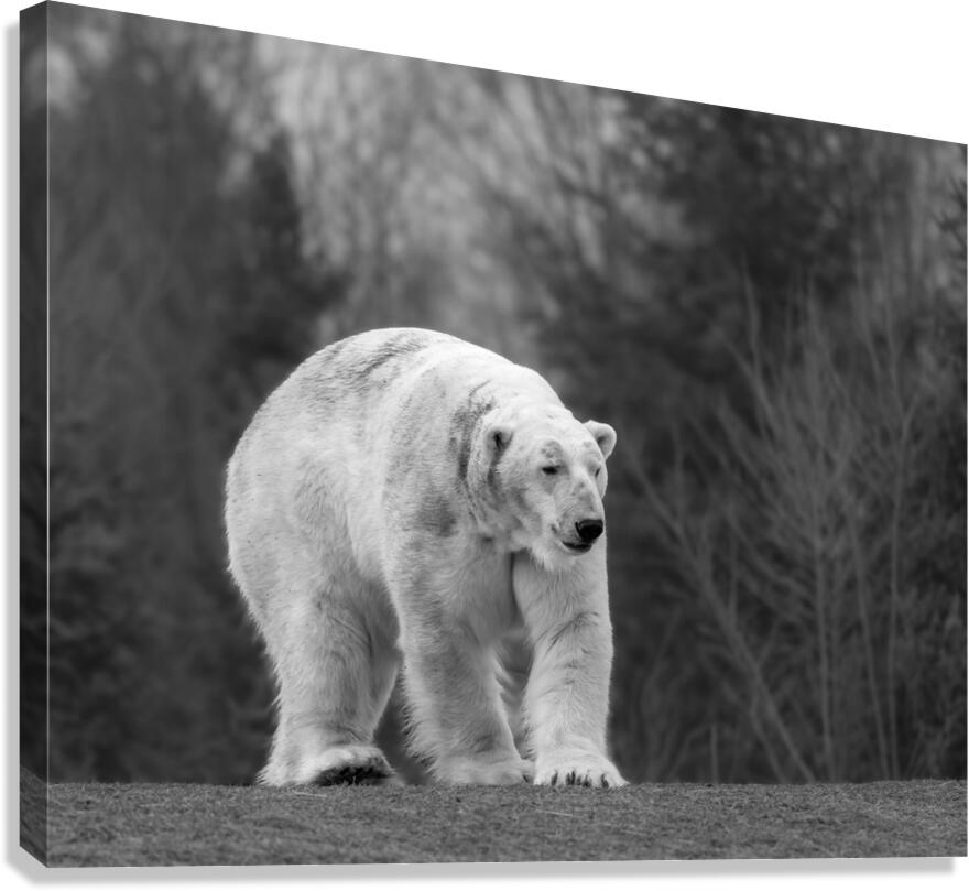 Polar Bear  Canvas Print