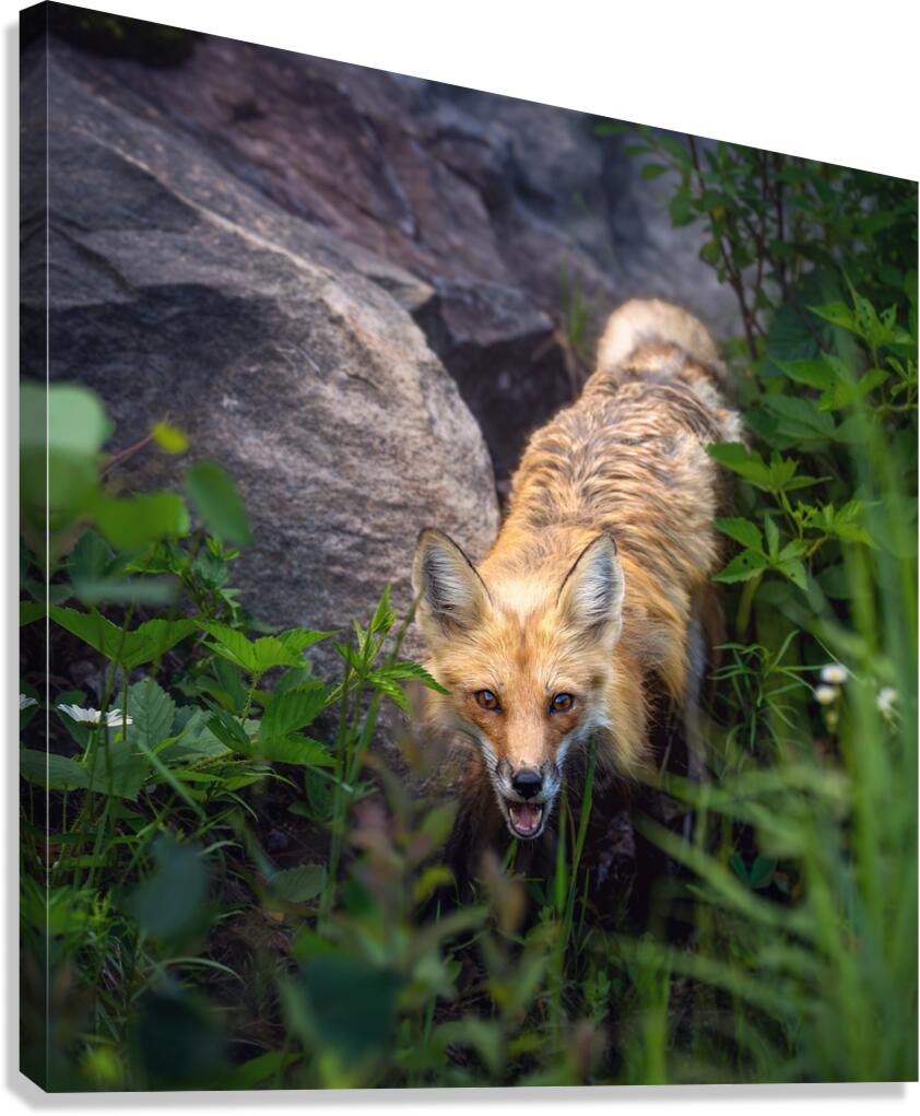 Vigilant gaze of a fox Canvas Print