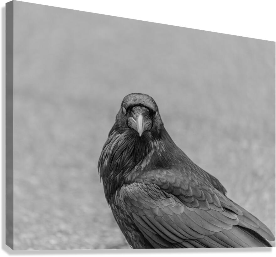 Raven Eyes Canvas Print